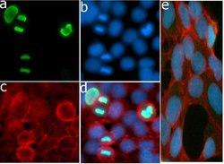 Invitrogen Phospho-Histone H3 (Ser10) Recombinant Rabbit Monoclonal Antibody