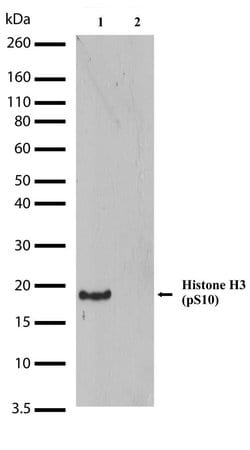 Invitrogen Phospho-Histone H3 (Ser10) Recombinant Rabbit Monoclonal Antibody