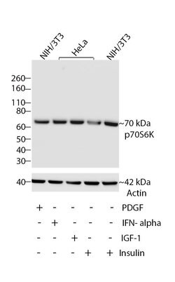 Invitrogen p70 S6 Kinase Recombinant Rabbit Monoclonal Antibody (15H5L2)