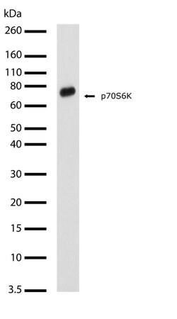 Invitrogen p70 S6 Kinase Recombinant Rabbit Monoclonal Antibody (15H5L2)