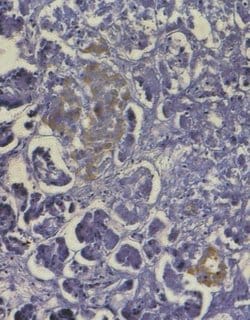 Invitrogen Insulin Recombinant Rabbit Monoclonal Antibody (19H4L12) 100