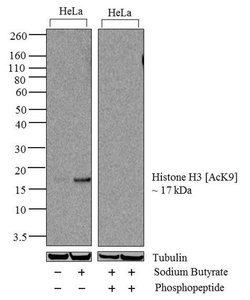 Invitrogen H3K9ac Recombinant Rabbit Monoclonal Antibody (17H12L11) 100