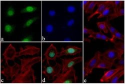 Invitrogen H3K9ac Recombinant Rabbit Monoclonal Antibody (17H12L11) 100