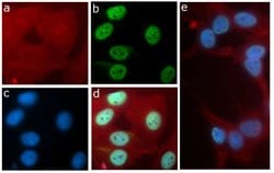 Invitrogen H3K9ac Recombinant Rabbit Monoclonal Antibody (17H12L11) 100