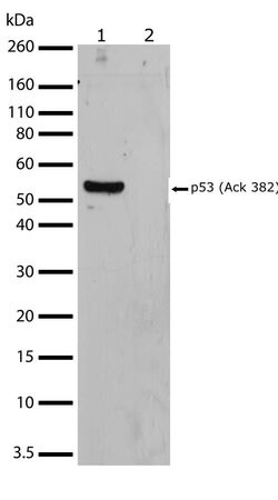 Invitrogen Acetyl-p53 (Lys382) Recombinant Rabbit Monoclonal Antibody (10 H13L14) 100 &mu;g | Buy Online | Invitrogen&trade; | Fisher Scientific