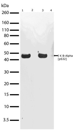 Invitrogen Phospho-IkB alpha (Ser32) Recombinant Rabbit Monoclonal Antibody