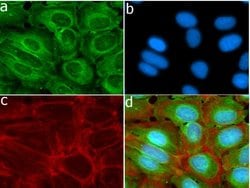 Invitrogen&trade;&nbsp;MMP13 Recombinant Rabbit Monoclonal Antibody (3H13L17)