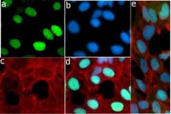 Invitrogen Phospho-Rb (Thr821) Recombinant Rabbit Monoclonal Antibody (16H2L1)