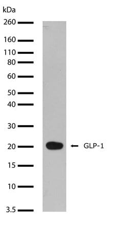 Invitrogen™ GLP-1 Recombinant Rabbit Monoclonal Antibody (24H1L3)