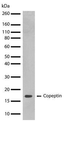 Invitrogen Copeptin Recombinant Rabbit Monoclonal Antibody (20H24L10) 100