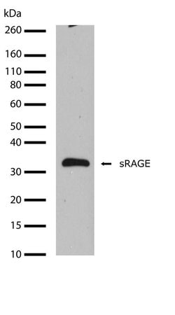 Invitrogen RAGE Recombinant Rabbit Monoclonal Antibody (17H19L10) 100 &mu;g;