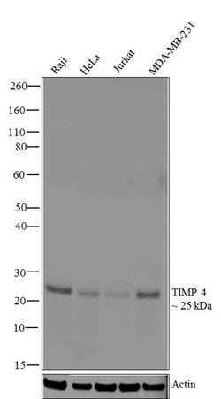 Invitrogen TIMP4 Recombinant Rabbit Monoclonal Antibody (13H4L13) 100 &mu;g;