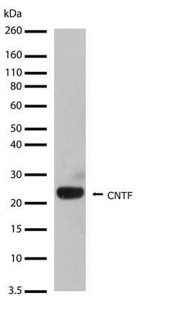 Invitrogen CNTF Recombinant Rabbit Monoclonal Antibody (4H19L11) 100 &mu;g;