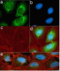 Invitrogen Phospho-S6 (Ser235, Ser236) Recombinant Rabbit Monoclonal Antibody