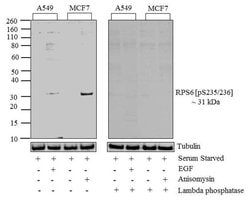 Invitrogen Phospho-S6 (Ser235, Ser236) Recombinant Rabbit Monoclonal Antibody