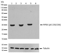 Invitrogen Phospho-S6 (Ser235, Ser236) Recombinant Rabbit Monoclonal Antibody