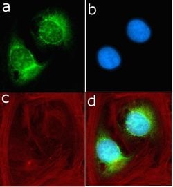 Invitrogen S6 Recombinant Rabbit Monoclonal Antibody (9H8L2) 100 &mu;g;