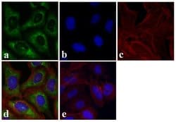 Invitrogen S6 Recombinant Rabbit Monoclonal Antibody (9H8L2) 100 &mu;g;