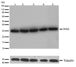 Invitrogen S6 Recombinant Rabbit Monoclonal Antibody (9H8L2) 100 &mu;g;
