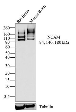 Invitrogen CD56 Recombinant Rabbit Monoclonal Antibody (3H15L12) 100 &mu;g;