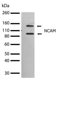 Invitrogen CD56 Recombinant Rabbit Monoclonal Antibody (3H15L12) 100 &mu;g;