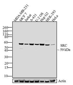 Invitrogen SRC Recombinant Rabbit Monoclonal Antibody (14H2L20) 100 &mu;g;