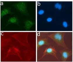 Invitrogen SRC Recombinant Rabbit Monoclonal Antibody (14H2L20) 100 &mu;g;