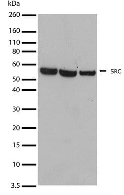 Invitrogen SRC Recombinant Rabbit Monoclonal Antibody (14H2L20) 100 &mu;g;