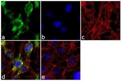 Invitrogen SHH Recombinant Rabbit Monoclonal Antibody (23H15L1) 100 &mu;g;