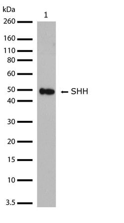 Invitrogen SHH Recombinant Rabbit Monoclonal Antibody (23H15L1) 100 &mu;g;