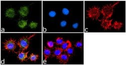 Invitrogen&trade;&nbsp;CD44 Recombinant Rabbit Monoclonal Antibody (19H8L4)