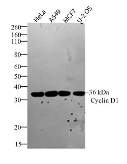 Invitrogen Cyclin D1 Recombinant Rabbit Monoclonal Antibody (17H3L3) 100