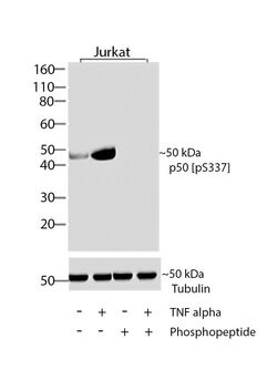 Invitrogen Phospho-NFkB p50 (Ser337) Recombinant Rabbit Monoclonal Antibody