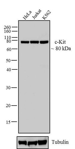 Invitrogen c-Kit Recombinant Rabbit Monoclonal Antibody (HC34LC14) 100