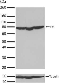 Invitrogen c-Kit Recombinant Rabbit Monoclonal Antibody (HC34LC14) 100