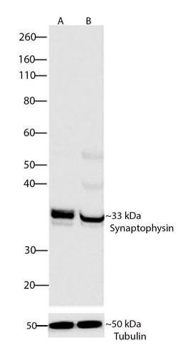 Invitrogen Synaptophysin Recombinant Rabbit Monoclonal Antibody (8H2L12)