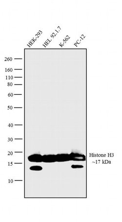Invitrogen Histone H3 Recombinant Rabbit Monoclonal Antibody (24HC2 LC12)