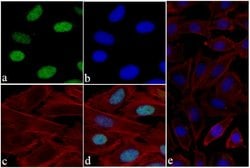 Invitrogen Histone H3 Recombinant Rabbit Monoclonal Antibody (24HC2 LC12)
