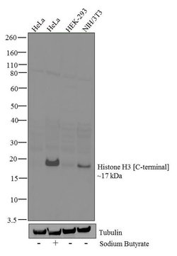 Invitrogen Histone H3 Recombinant Rabbit Monoclonal Antibody (24HC2 LC12)