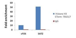 Invitrogen Histone H3 Recombinant Rabbit Monoclonal Antibody (24HC2 LC12)