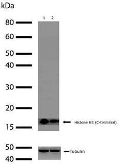 Invitrogen Histone H3 Recombinant Rabbit Monoclonal Antibody (24HC2 LC12)