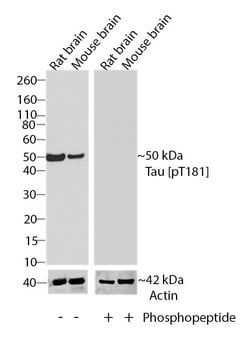 Invitrogen Phospho-Tau (Thr181) Recombinant Rabbit Monoclonal Antibody