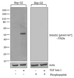Invitrogen Phospho-SMAD2 (Ser465, Ser467) Recombinant Rabbit Monoclonal