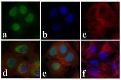 Invitrogen Phospho-SMAD2 (Ser465, Ser467) Recombinant Rabbit Monoclonal