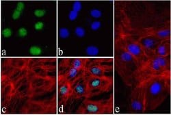 Invitrogen Nkx2.5 Recombinant Rabbit Monoclonal Antibody (4H5L9) 100 &mu;g;