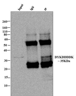 Invitrogen DYKDDDDK Tag Recombinant Rabbit Monoclonal Antibody (8H8L17) 100 &mu;g | Buy Online | Invitrogen&trade; | Fisher Scientific
