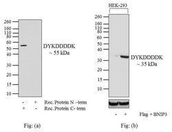 Invitrogen DYKDDDDK Tag Recombinant Rabbit Monoclonal Antibody (8H8L17) 100 &mu;g | Buy Online | Invitrogen&trade; | Fisher Scientific