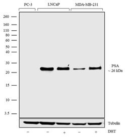 Invitrogen PSA Recombinant Rabbit Monoclonal Antibody (4H23L24) 100 &mu;g | Buy Online | Invitrogen&trade; | Fisher Scientific