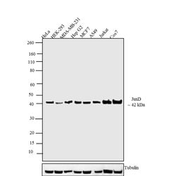 JunD Recombinant Rabbit Monoclonal Antibody (2H8L8), Invitrogen 100 &mu;g;