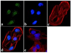 JunD Recombinant Rabbit Monoclonal Antibody (2H8L8), Invitrogen 100 &mu;g;